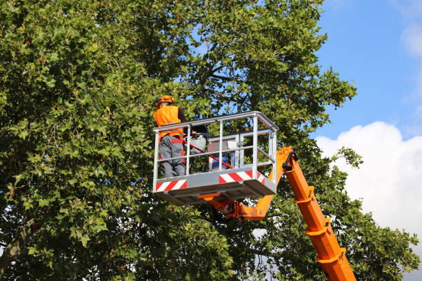 Best Tree Clearing Services  in Texarkana, TX